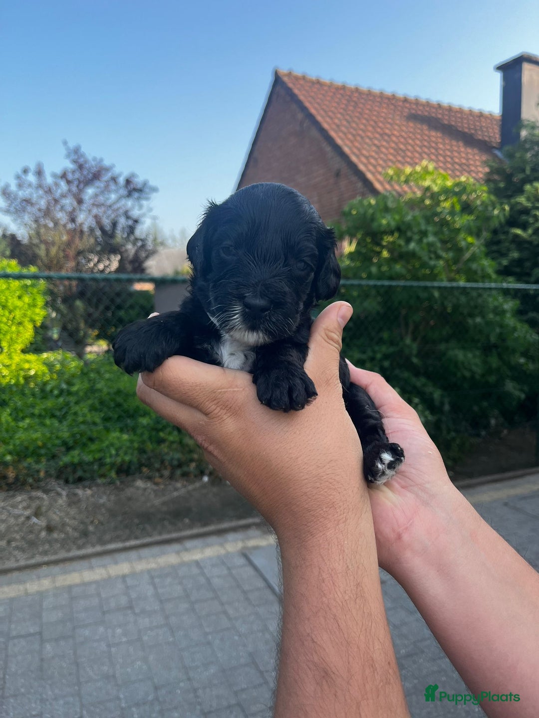 Labradoodle honden te koop: Prachtige medium labradoodle pups - Afbeelding 6