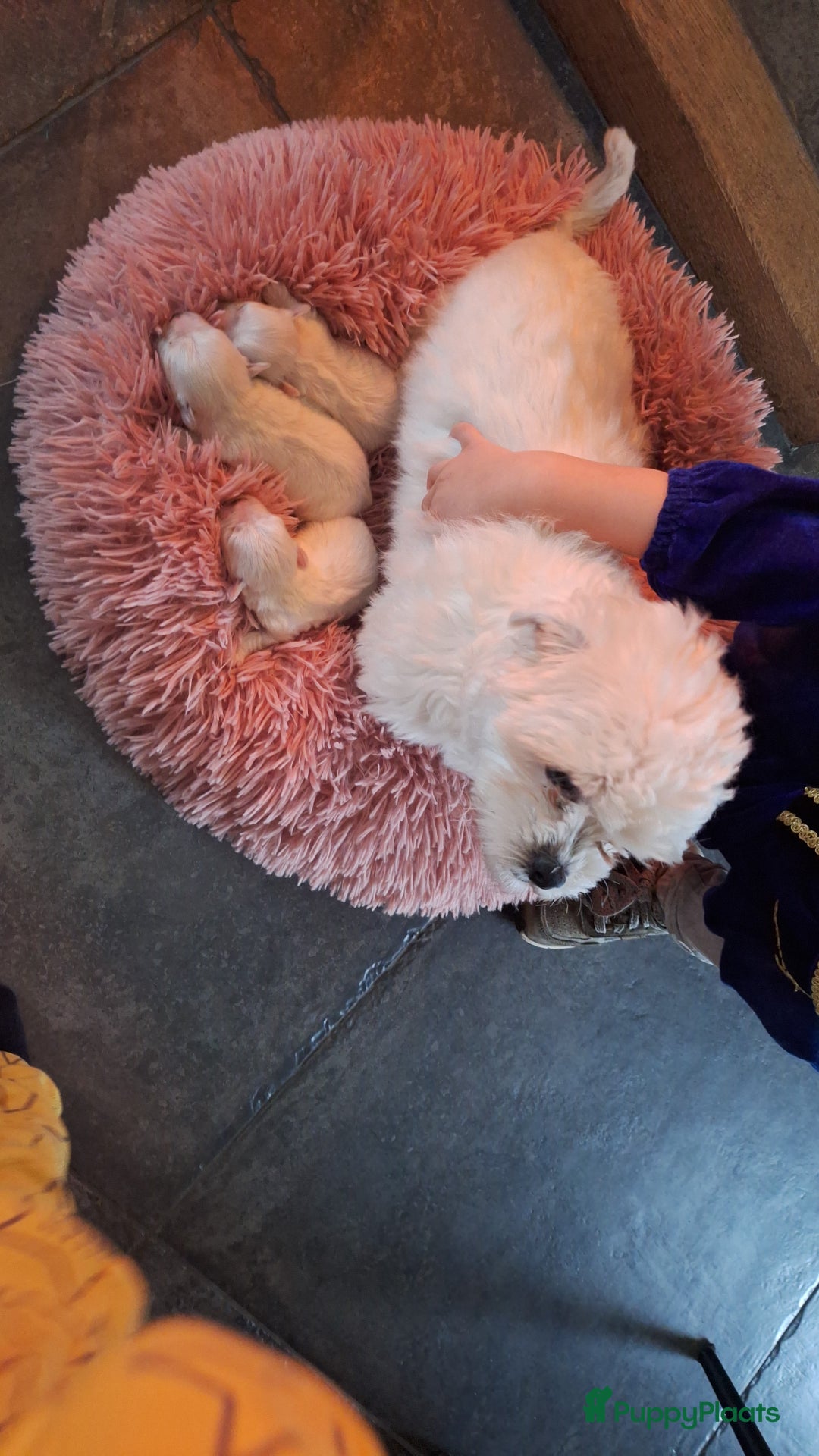 Maltezer honden te koop: Maltezer pups. Rasecht. Vader en moeder aanwezig. - Advertentie 1