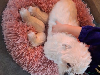 Maltezer honden Maltezer pups. Rasecht. Vader en moeder aanwezig. - Advertentie 1