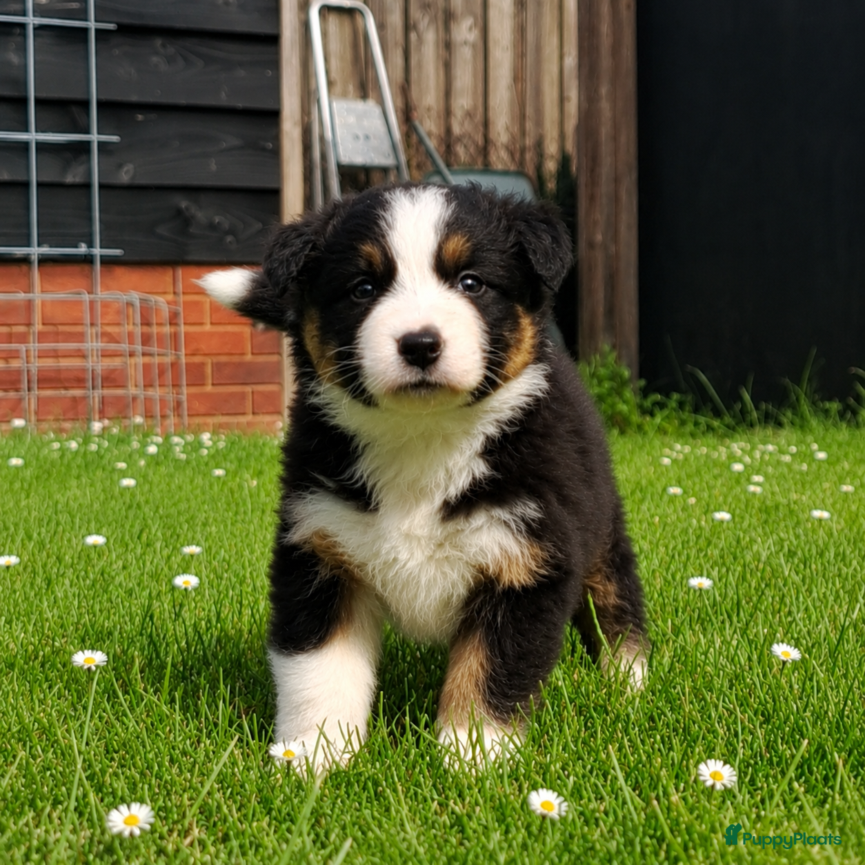Australian Shepherd honden Stamboom pups geboren!  - Advertentie 2