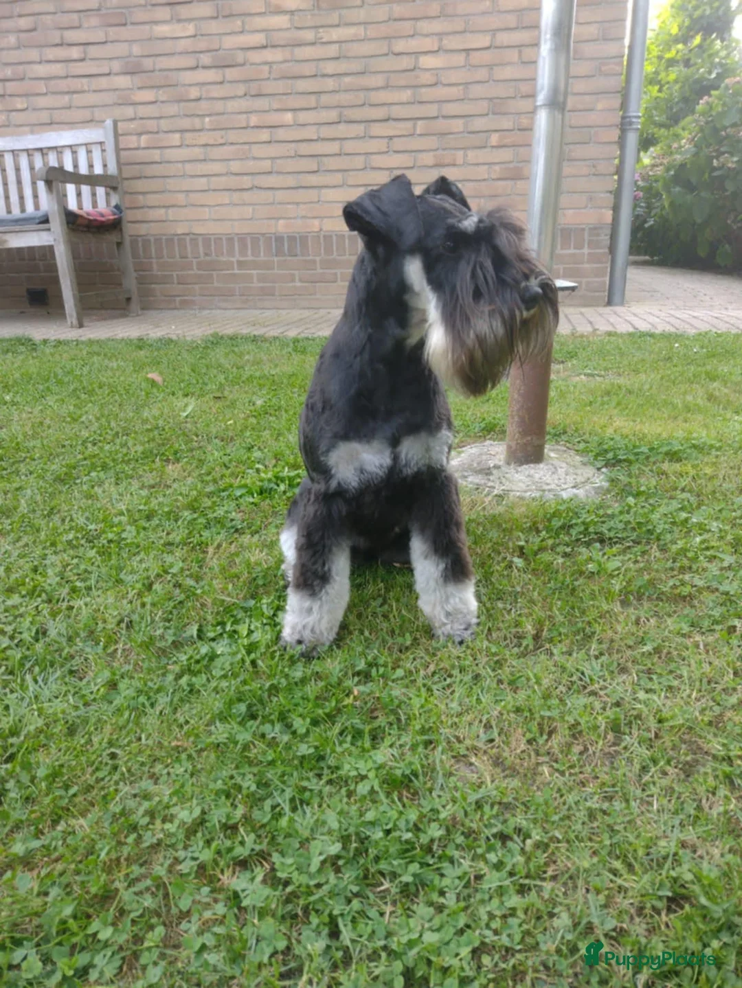 Dwergschnauzer honden te koop: Dwergschnauzerpups zwart zilver  - Advertentie 2