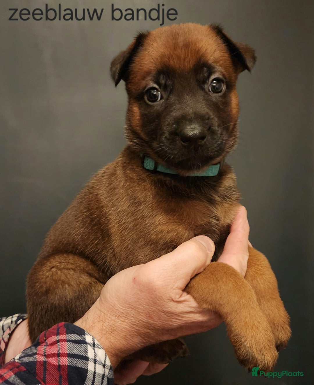 Mechelse Herder honden te koop: Mechelse Herder pups  - Advertentie 4