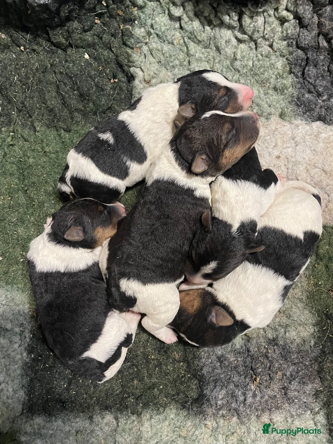 Fox Terriër Draadhaar honden te koop: ruwhaar fox terrierpups - Advertentie 2