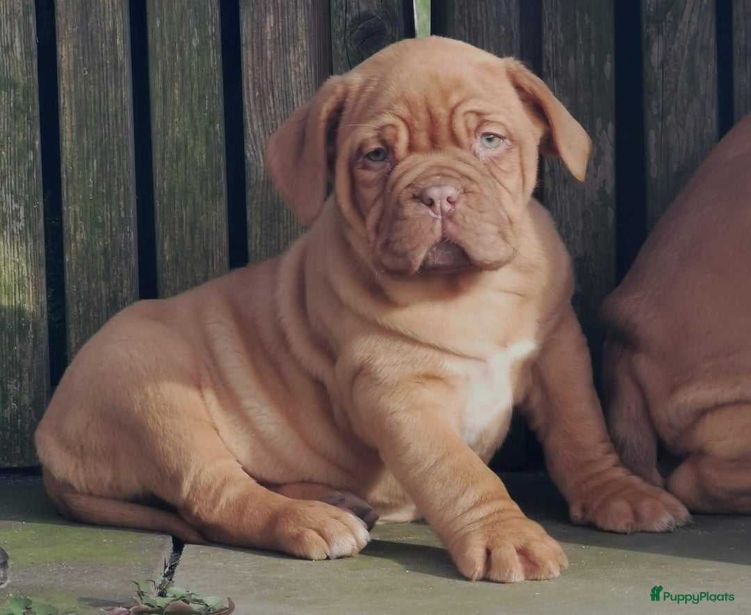 Bordeaux Dog honden te koop: Bordeaux dog Bordeauxdog pups  - Advertentie 5