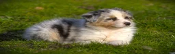 Australian Shepherd honden te koop: 🐾 Australian Shepherd pups - goed gesocialiseerd  - Advertentie 11