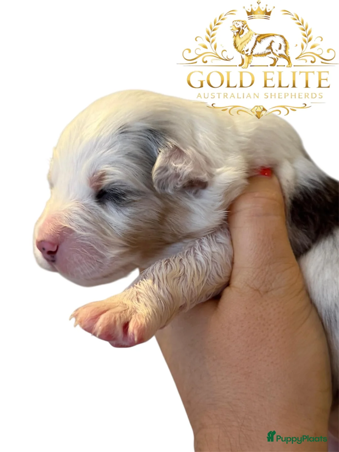 Australian Shepherd honden te koop: Australian shepherd pups puppy - Advertentie 3