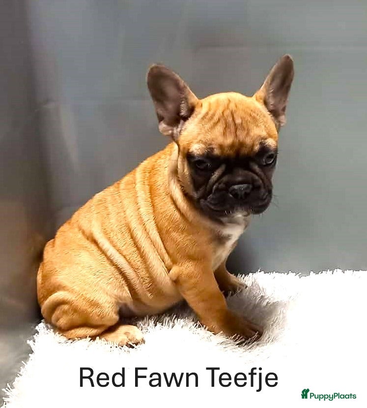 Franse Bulldog honden Franse Bulldog Pups RedFawn/ Fawn/ Isabella - Advertentie 2