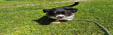 Australian Shepherd Puppy 10 Black Tricolor 