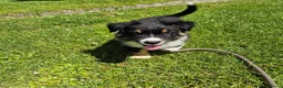 Australian Shepherd honden te koop: Nog 2 australian shepherd reutjes zoeken een thuis - Advertentie 31