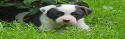 Kruising honden te koop: Border Collie Kruising pups  in Onstwedde - Advertentie 10