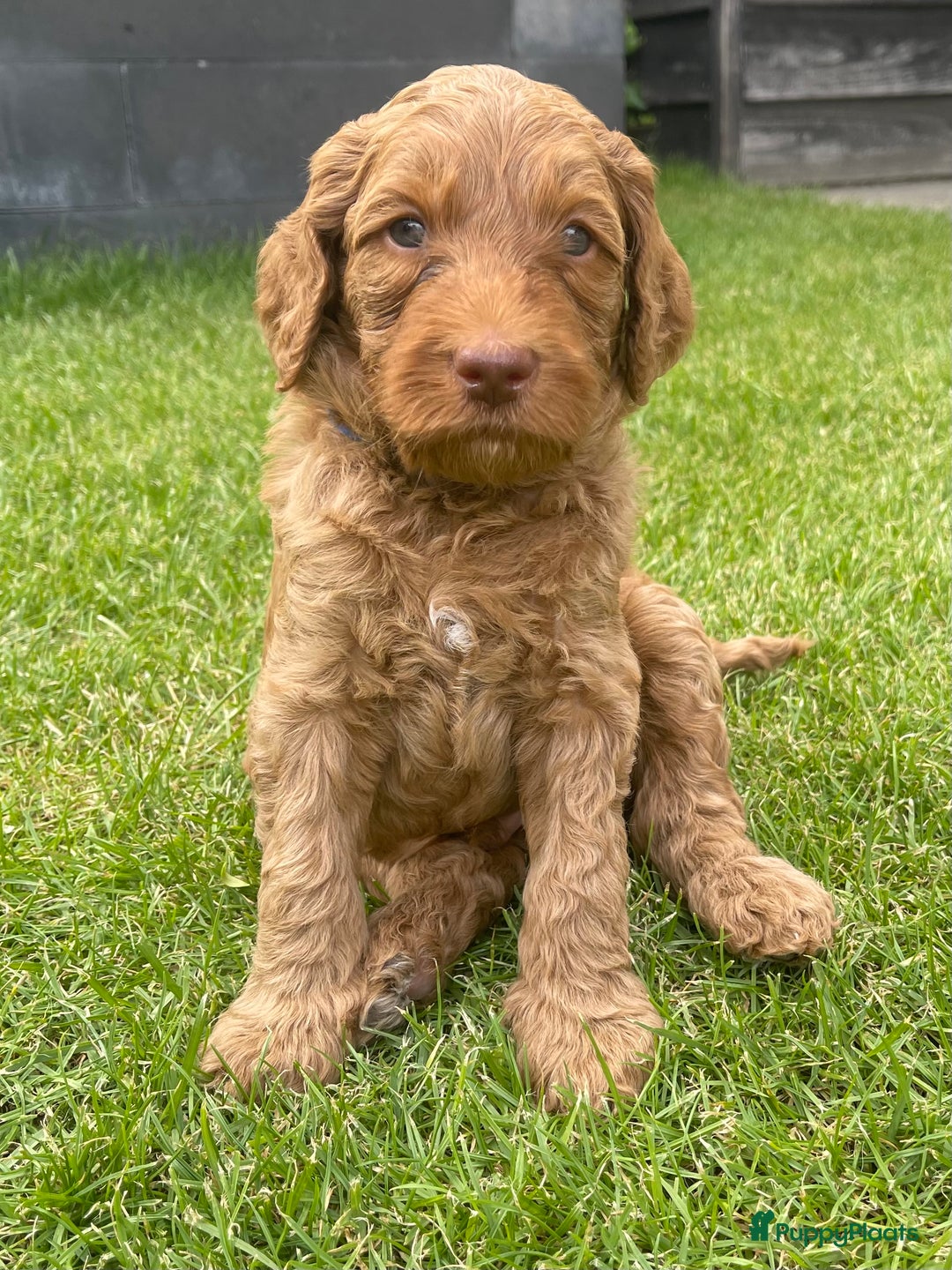 Australian Labradoodle honden te koop: Labradoodle puppy’s verwacht 🐶🐾 - Advertentie 8