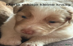 Australian Shepherd honden te koop: Raszuivere Australian Shepherd  - Afbeelding 9