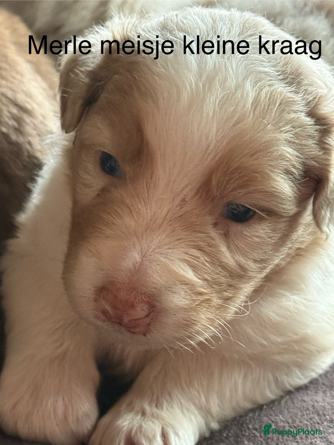 Australian Shepherd honden te koop: Raszuivere Australian Shepherd  - Afbeelding 21