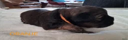 Kruising honden te koop: Mooie Boomer pups - Advertentie 14