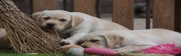 Labrador Retriever honden te koop: Authentieke Gele Labrador pups met Stamboom  - Advertentie 14