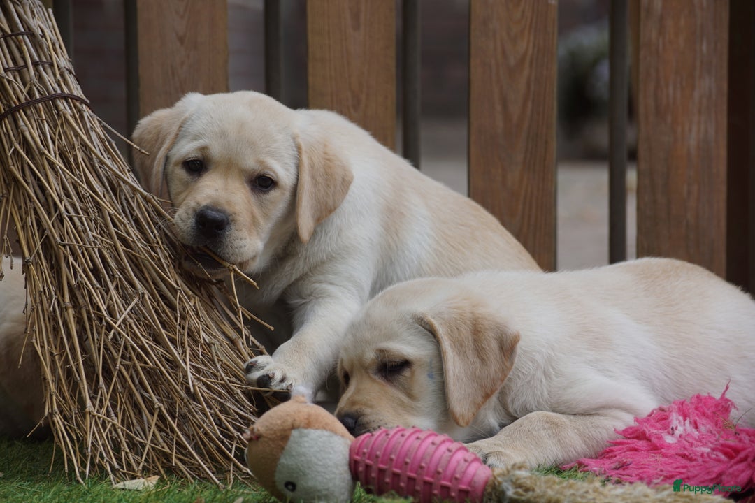 Labrador Retriever honden te koop: Authentieke Gele Labrador pups met Stamboom  - Advertentie 14