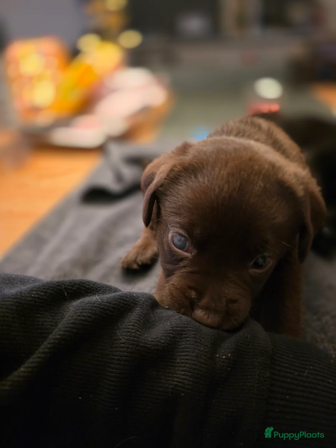 Labrador Retriever honden te koop: 6 mooie en lieve labradorpups - Advertentie 4