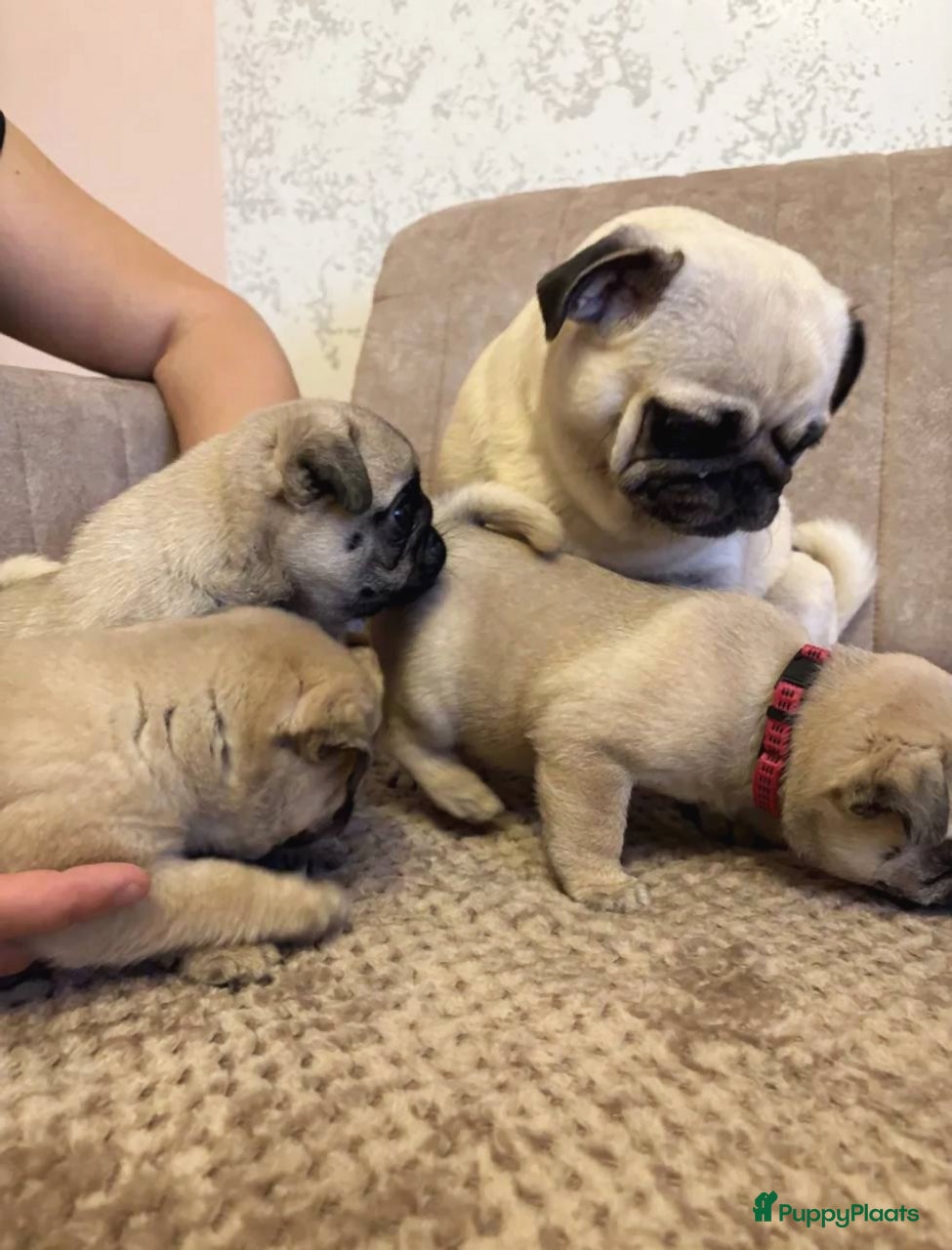 Mopshond honden Mopshond  - Advertentie 1