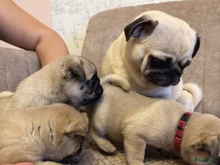 Mopshond honden te koop: Mopshond - Advertentie 1