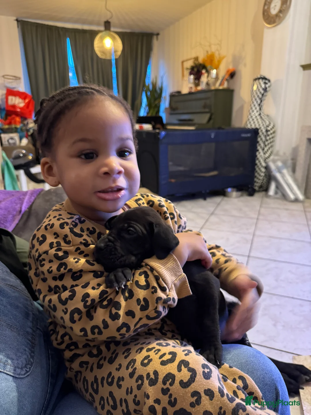 Duitse Dog honden te koop: Duitse dog puppies  - Advertentie 11