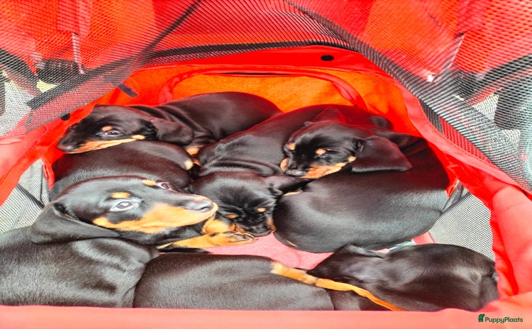 Teckel (korthaar)  honden - Advertentie 2
