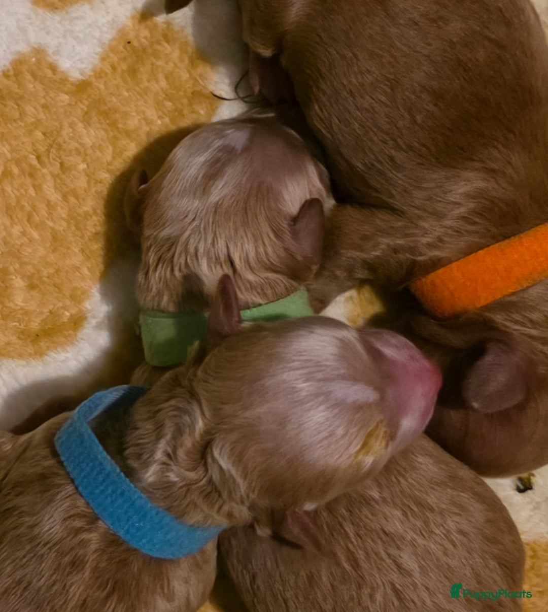 Poedel honden te koop: Xenna rood/witte harlekijn,Sem Rood dwergpoedel  - Advertentie 8