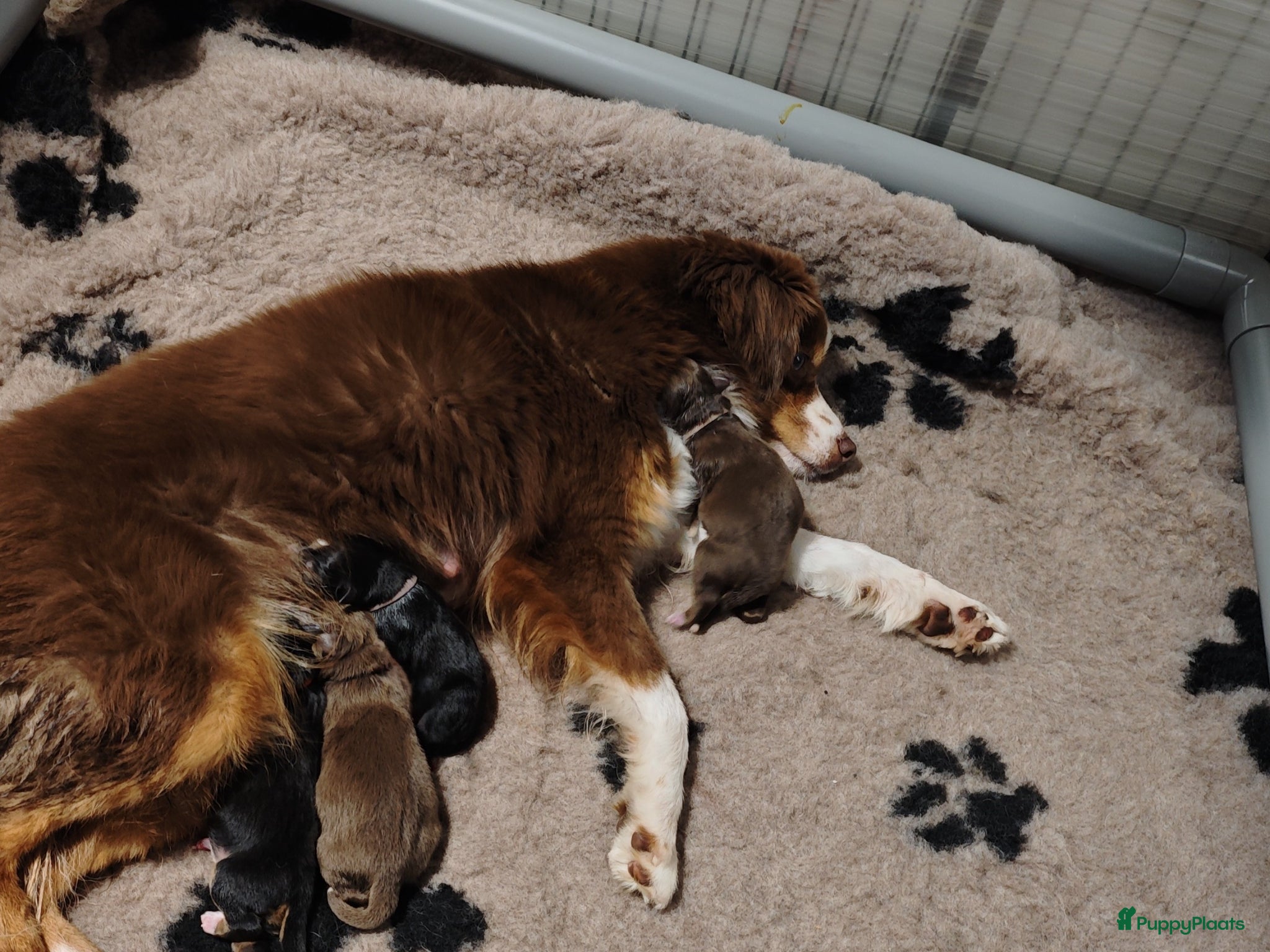 Australian Shepherd honden Miniature American Shepherd - Advertentie 16