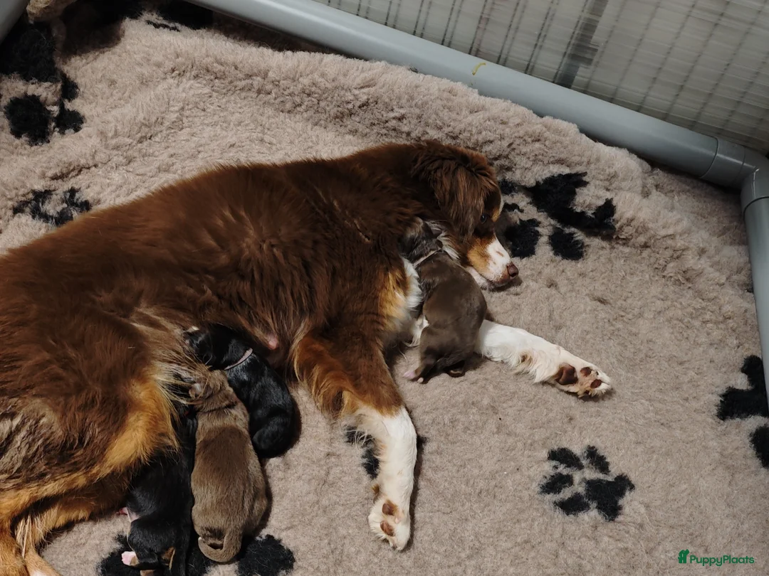 Australian Shepherd honden te koop: Miniature American Shepherd - Advertentie 1