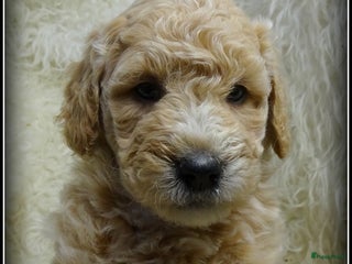 Labradoodle honden Labradoodle F4 medium pups - Advertentie 3