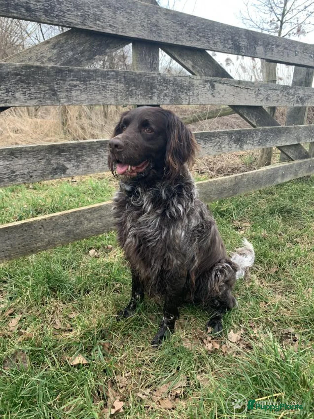 Heidewachtel honden ter dekking: Heidewachtel dekreu met stamboom  in Berg en Terblijt - Advertentie 4