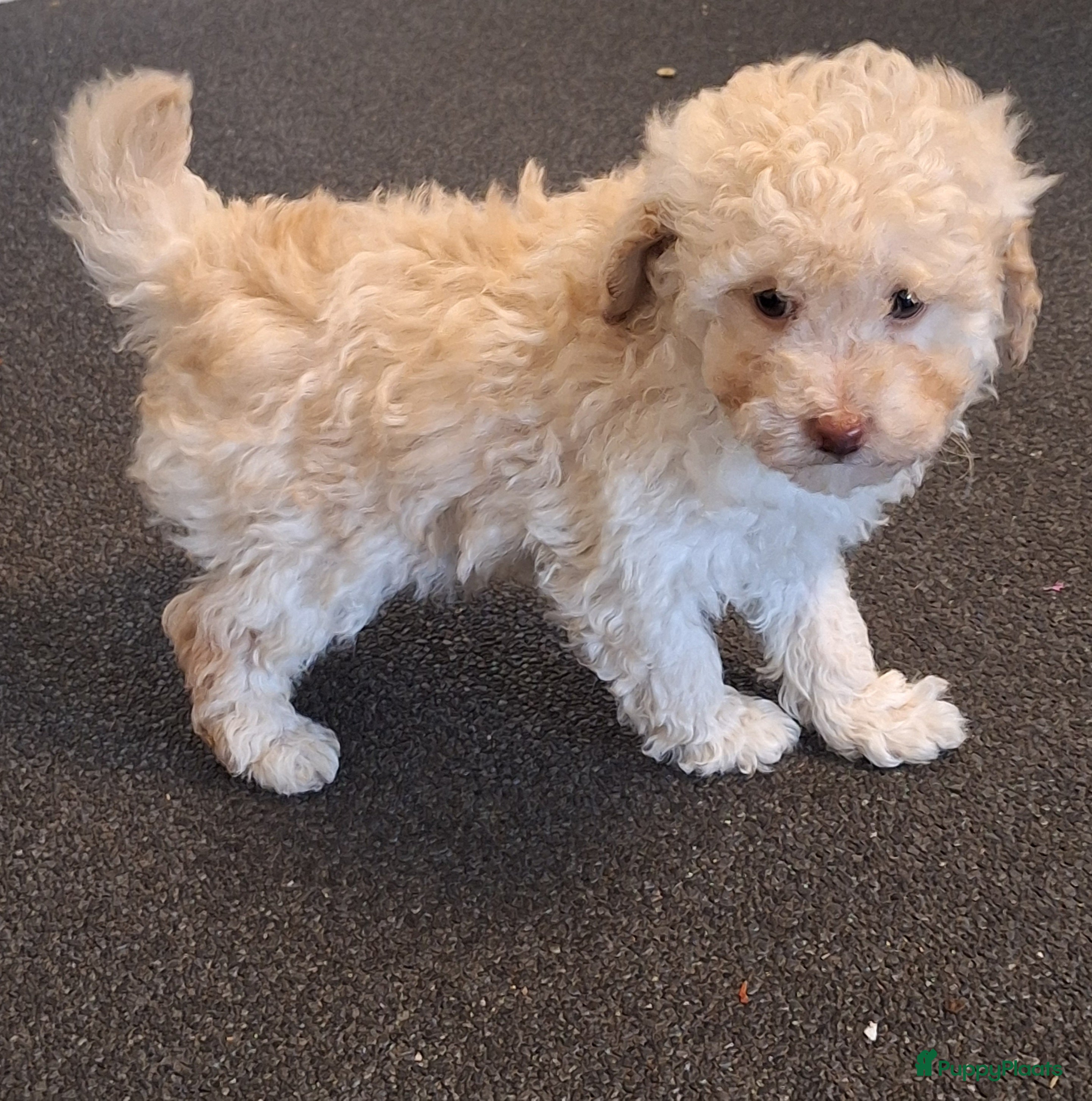 Poedel Toy honden 1 abricot/blond/merle toypoedel reutje - Advertentie 2