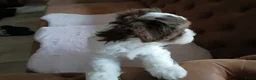 Kruising honden te koop: Te koop - Advertentie 3