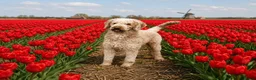 Labradoodle honden te koop: Labradoodle puppie's Reutjes en Teefjes. - Advertentie 10