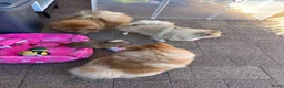 Pomeriaan honden te koop: Pomeriaan puppy’s  - Advertentie 13