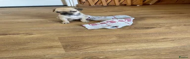 Kruising 1