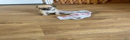 Kruising honden te koop: Retro mops mopshond - Advertentie 15