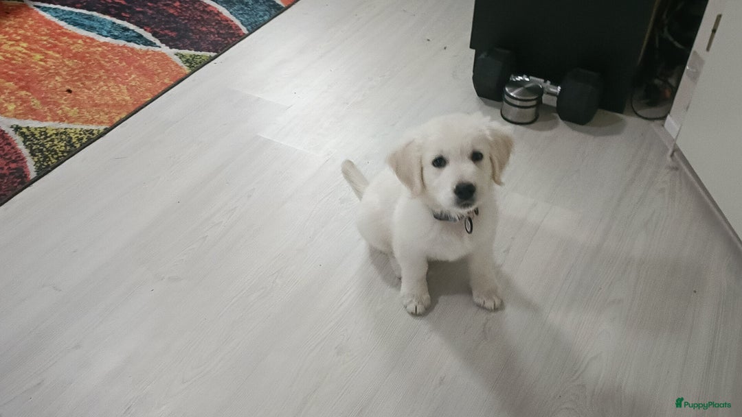 Golden Retriever honden te koop: Golden retriever puppy 10 weken oud  - Advertentie 11