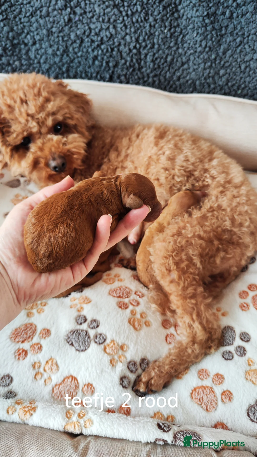 Poedel honden te koop: Dwergpoedelpups mini - Advertentie 17