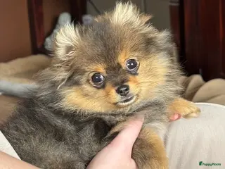 Keeshond honden Dwergkees teefje zoekt platina mandje - Advertentie 11