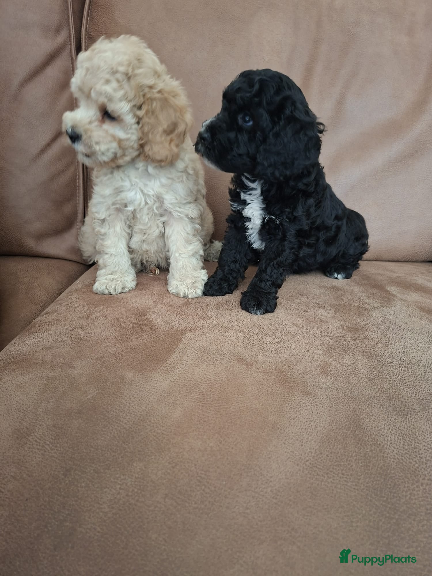 Kruising honden cavapoo - Advertentie 2