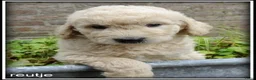 Goldendoodle honden te koop: Goldendoodle pups. Zie omschrijving. - Advertentie 19