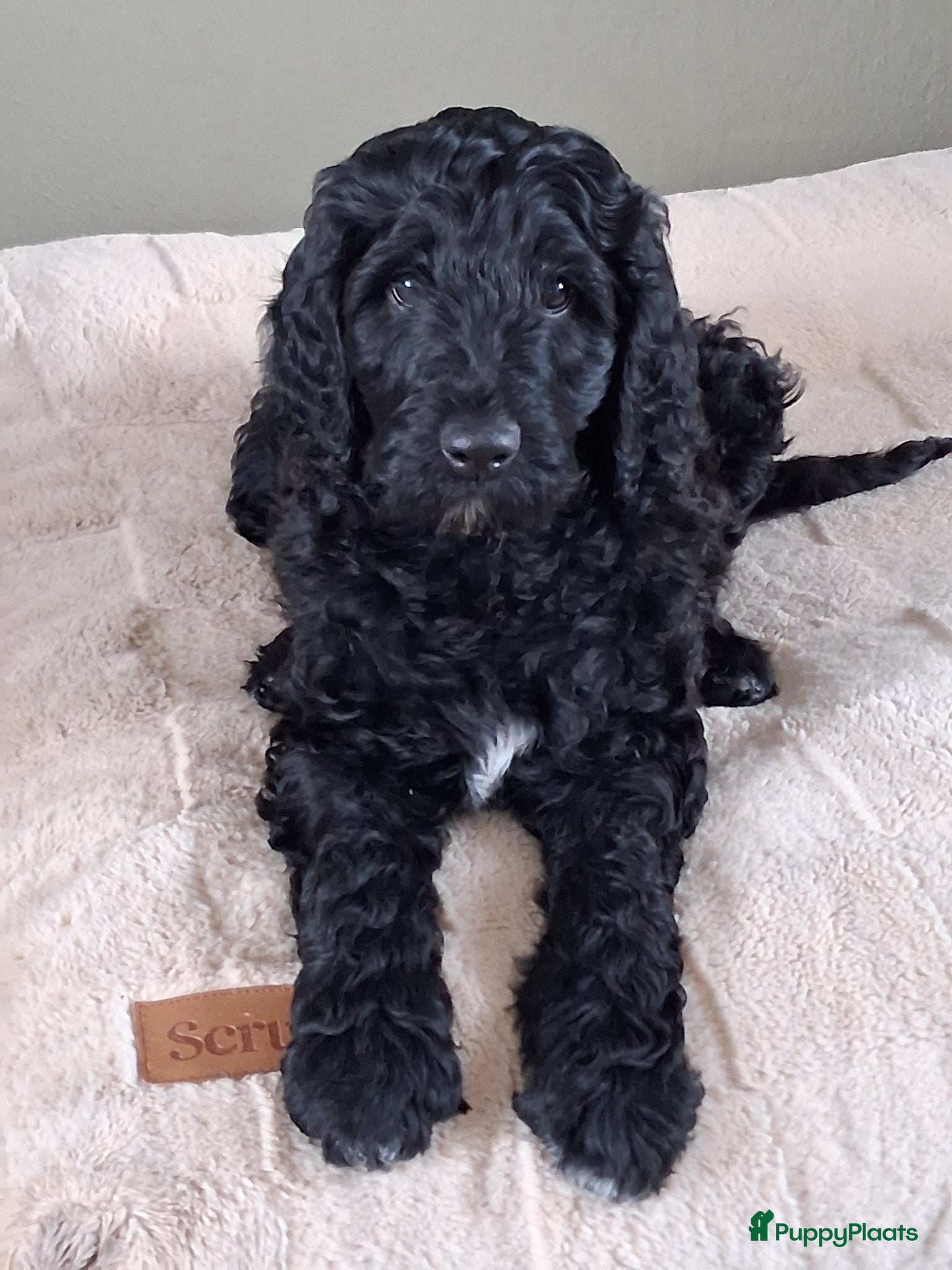 Labradoodle honden Nog 1 labradoodle medium te koop reutje - Advertentie 1