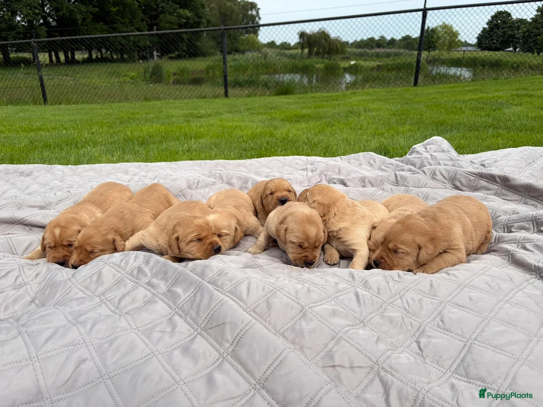 Labrador Retriever honden te koop: Field trial labrador pups fox red - Advertentie 1