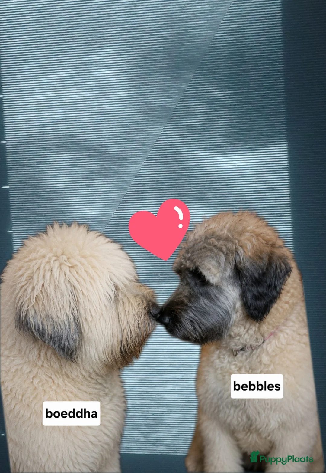 Bouvier des Flandres honden te koop: we.verwachten boevierpups 10 juli  - Advertentie 2
