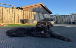 Labradoodle honden te koop: Labradoodle pups groot kleurvast - Afbeelding 11