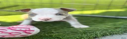 Amerikaanse Bully honden te koop: Amerikaanse pocket bully’s met stamboom - Advertentie 9
