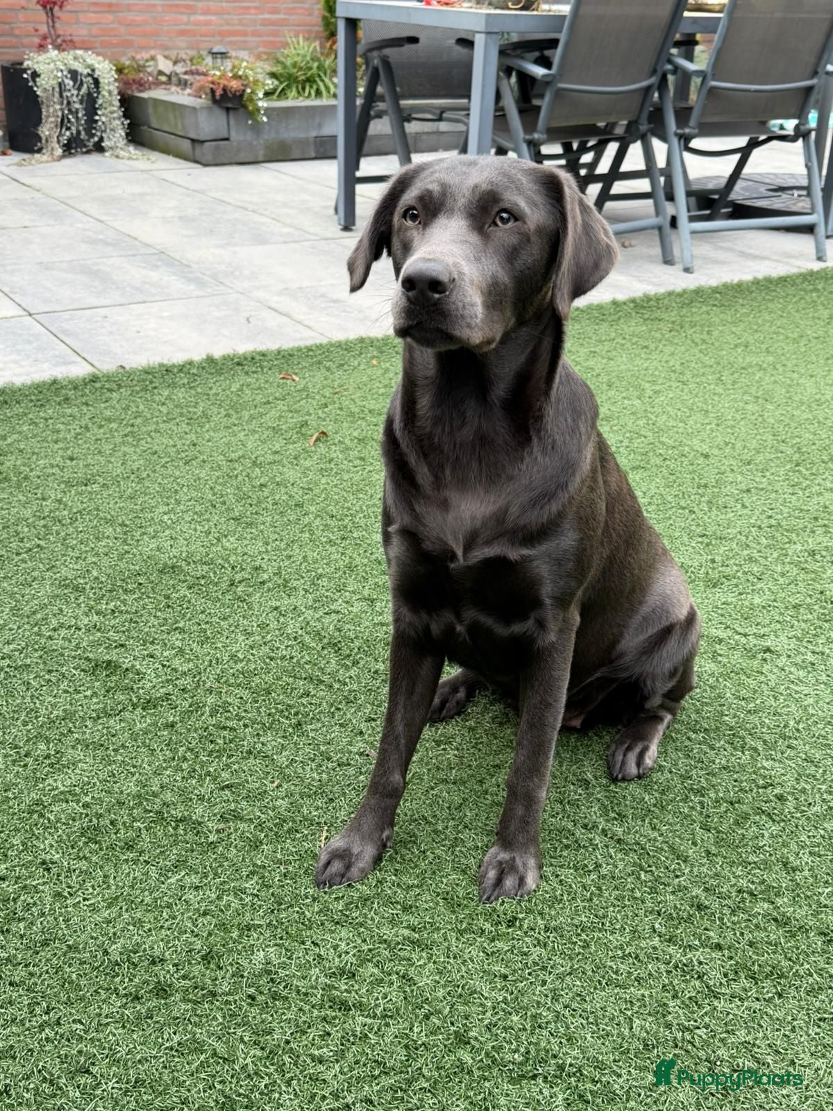 Labrador Retriever honden Charcoal labrador  retriever - Advertentie 1