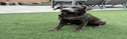 Labrador Retriever honden te koop: Charcoal labrador  retriever in Esch - Advertentie 1