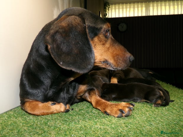 Kruising honden - Advertentie 3