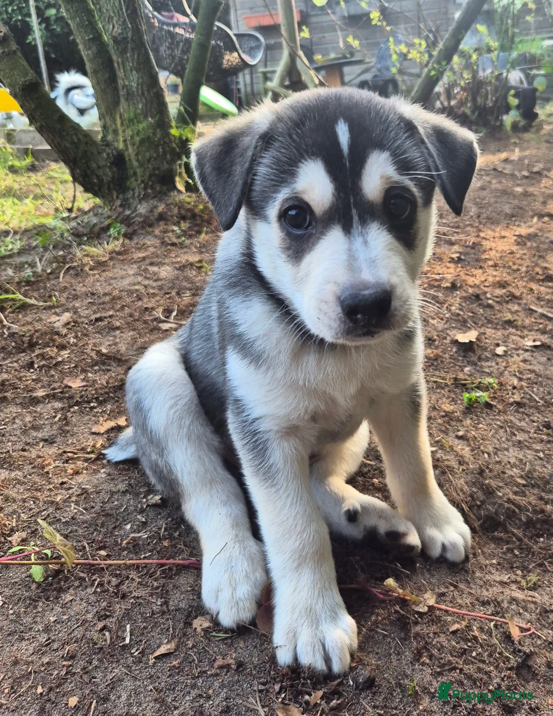 Kruising honden te koop: Pomsky en vader mix pup zoekt nog een huisje - Advertentie 8